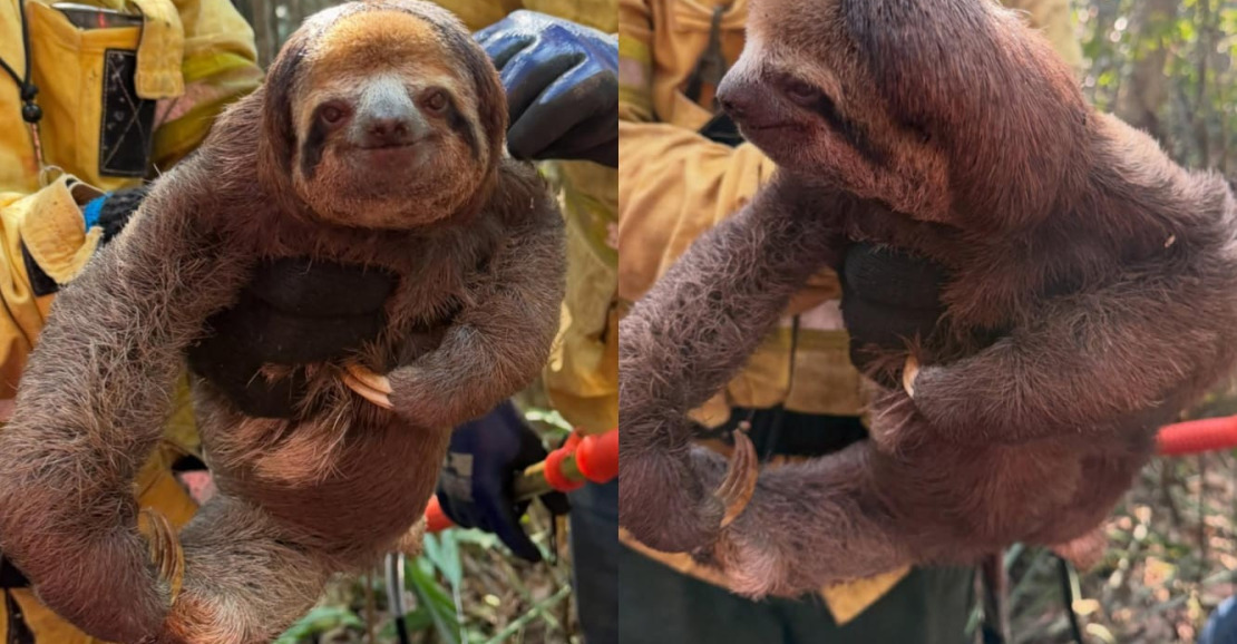 Bichos-preguiça são resgatados do fogo e da seca no oeste do Pará