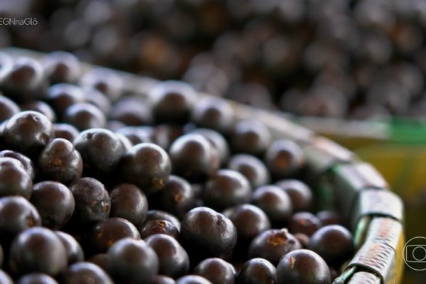 Açaí: Preço Sobe 43% e Afeta Comércio no Pará em 2026