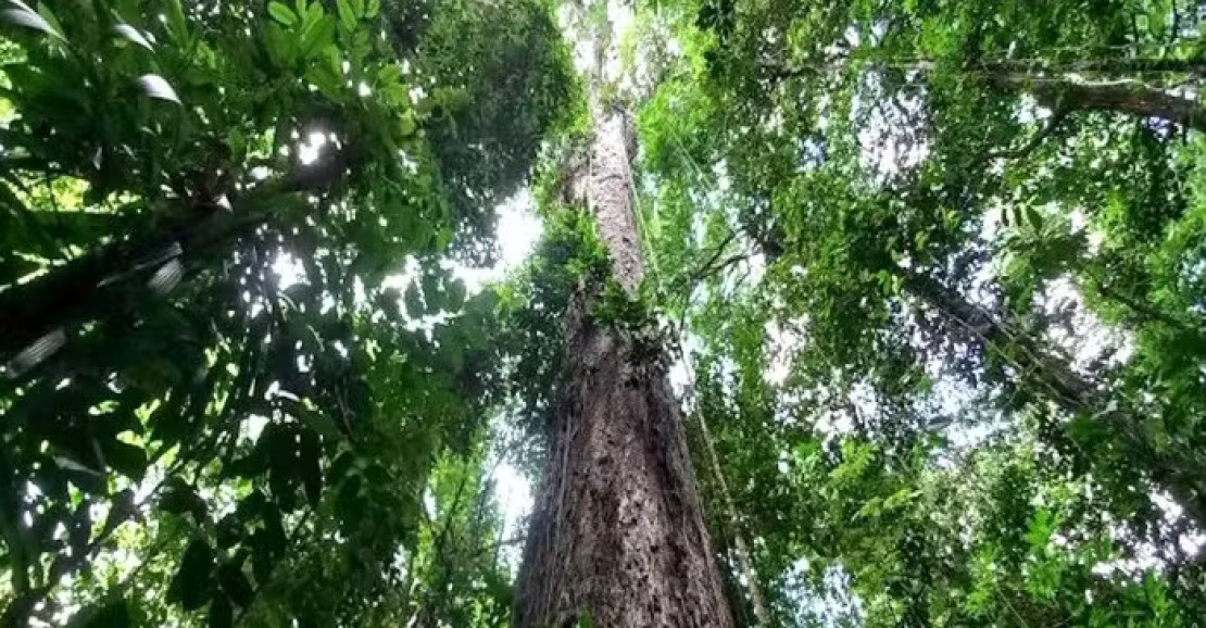 Pará convoca empresas para concessão florestal na Flota do Paru