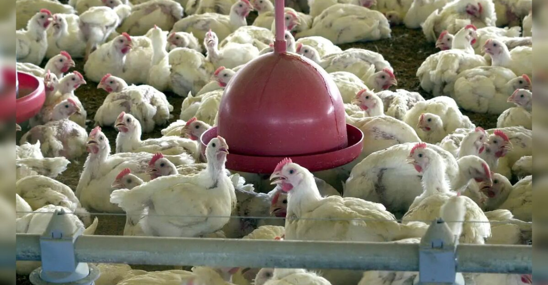 Crescimento do Frango no Brasil: Ciência Desvenda Mitos sobre Hormônios