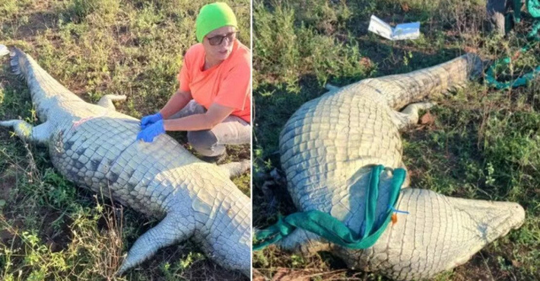 Crocodilo é abatido após devorar empresário durante enchente na África do Sul