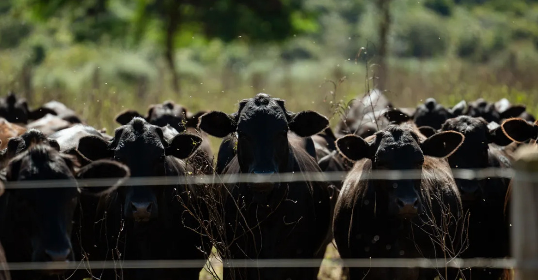 Redução da Idade de Abate dos Bovinos Impulsiona Competitividade da Pecuária Brasileira