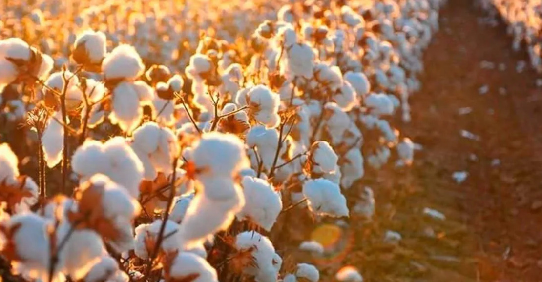 Projeção de safra de algodão para 2025/26 no Brasil atinge 3,86 milhões de toneladas, segundo StoneX