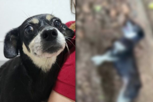 Tutor Denunciado por Enterrar Cadela Viva em Joinville: MP Solicita Reparação de R$ 10 mil