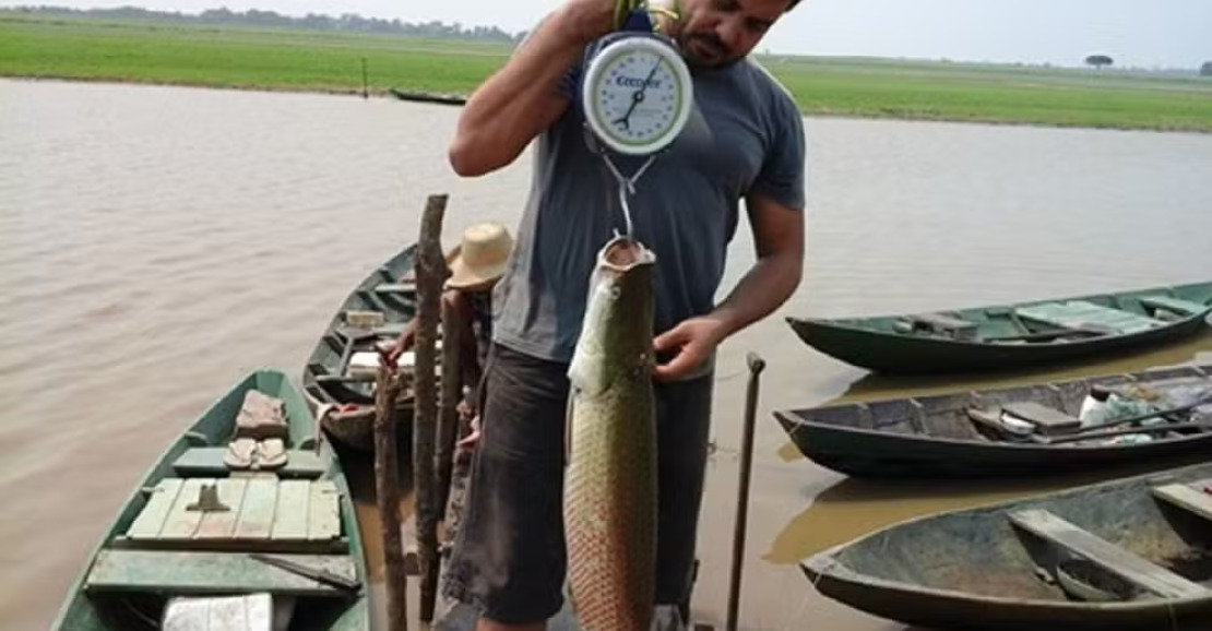 Contaminação por Metais Pesados em Peixes do Baixo Amazonas Alerta para Riscos à Saúde e ao Meio Ambiente