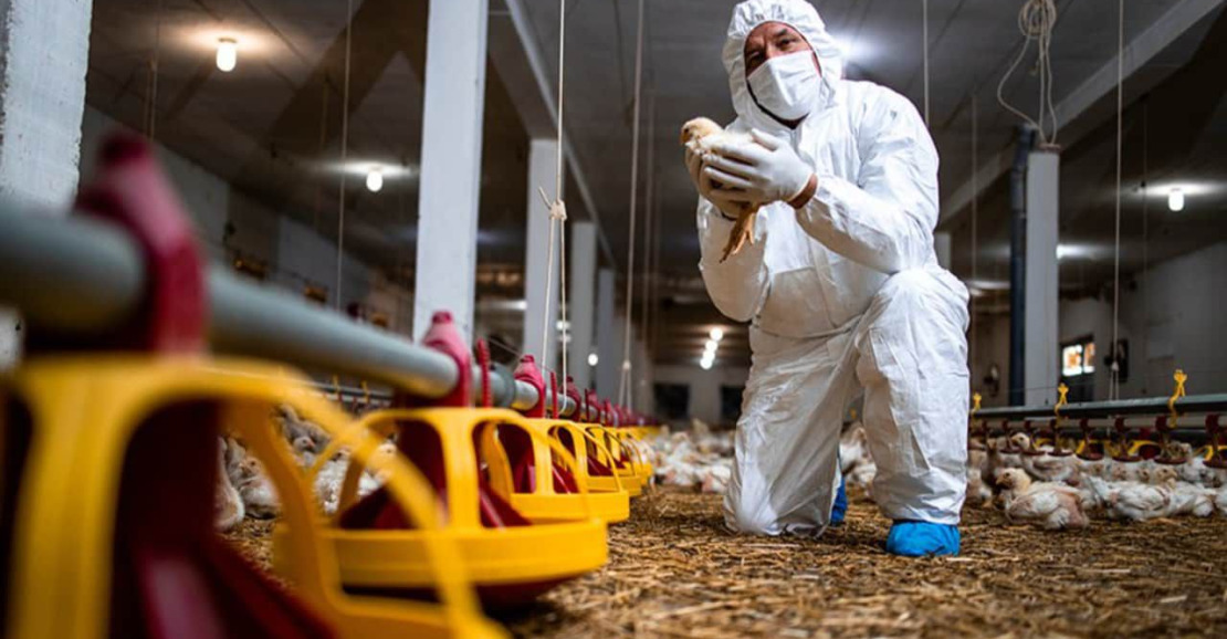 Adepará emite alerta após registro de gripe aviária em Anajás, Pará