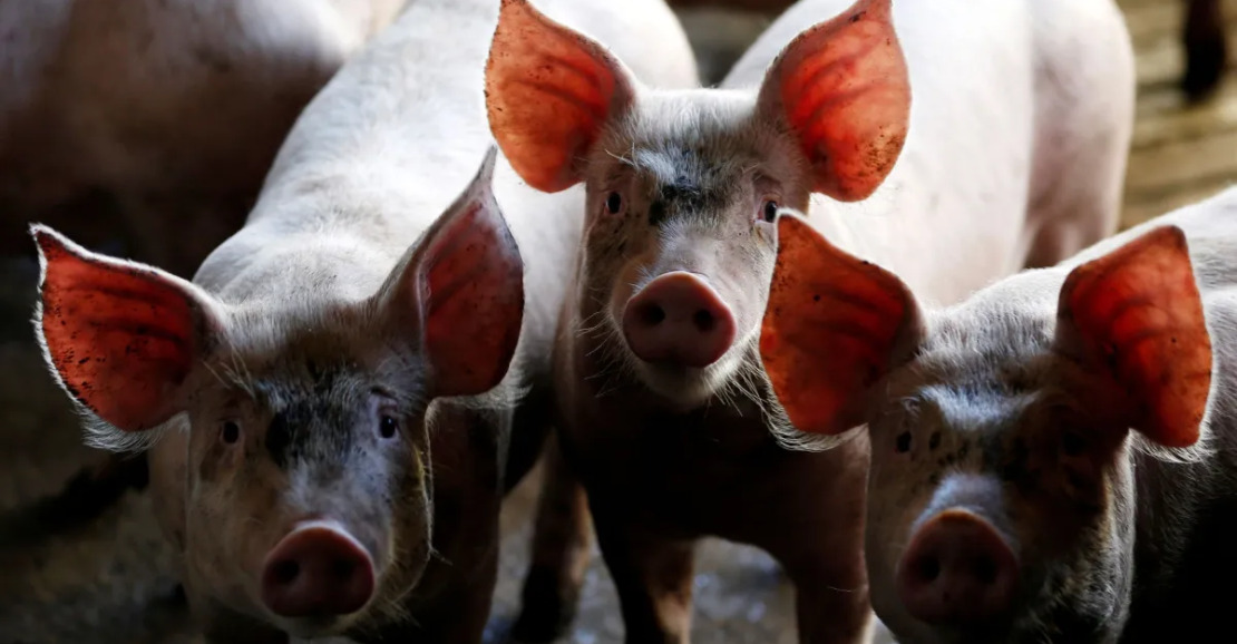 Uso de Dejetos Suínos como Alternativa ao Fertilizante Fosfatado no Brasil