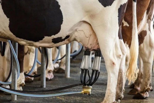 Restrição à Importação de Leite Avança na Câmara dos Deputados