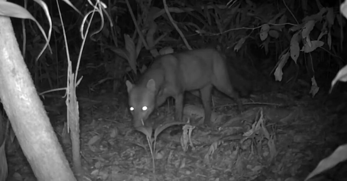 Estudo Revela Imagens Raras do 'Cachorro Fantasma' da Amazônia