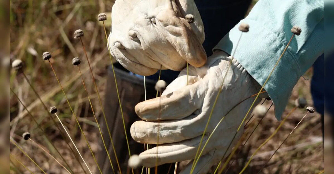 Redescoberta: Plantas Extintas Há 30 Anos Reencontradas em Minas Gerais