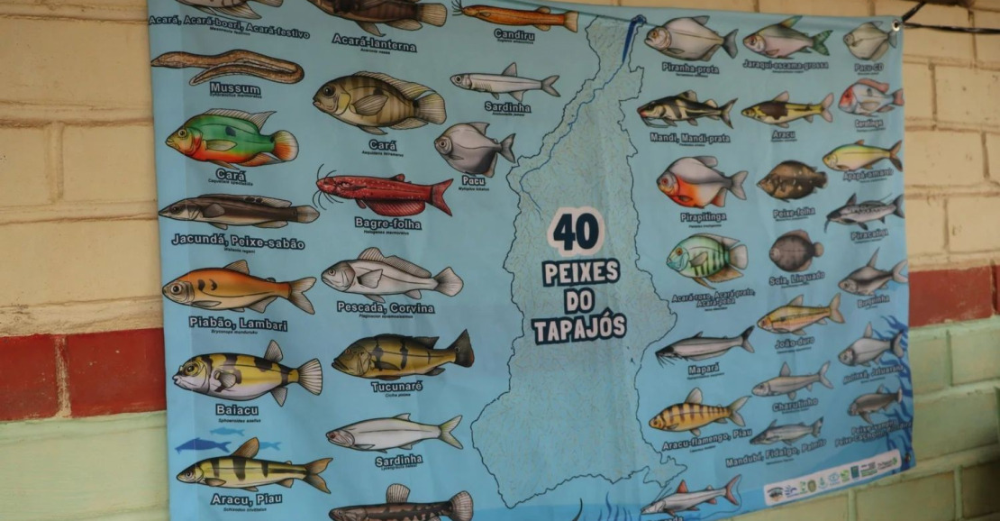 Concurso de Artes sobre Peixes do Tapajós Inicia Inscrições