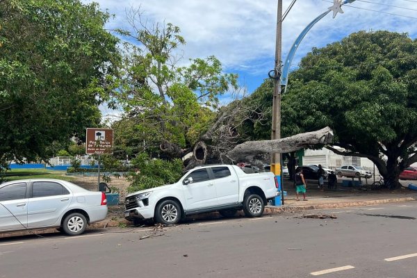 Queda de Árvore na Avenida Tapajós em Santarém Gera Interrupções e Desafios à Infraestrutura
