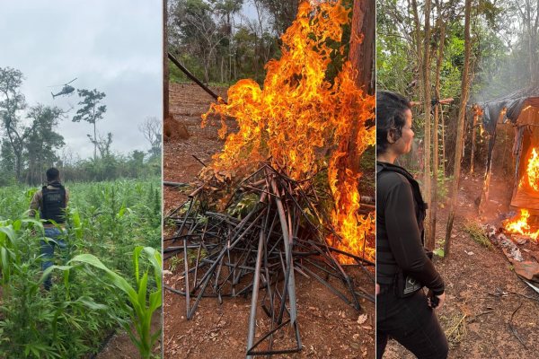 Operação no Maranhão destrói 10 mil pés de maconha